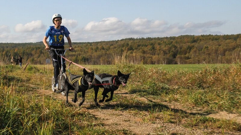Корсаковские ездовые псы обошли всех конкурентов на областных соревнованиях