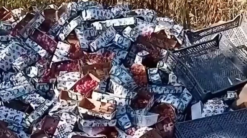 «Так себе предприниматели». Клубнично-малиновую свалку обнаружили в лесу на Сахалине