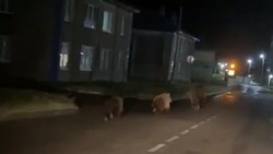 Медведи устроили ночную пробежку по Северо-Курильску
