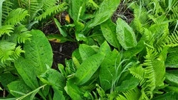 Ученые ДВО РАН: найденный на Сахалине вид лизихитона интересен в области озеленения