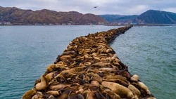 Камчатские ученые изучат влияние туризма на сахалинских сивучей