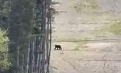 В Южно-Сахалинске на горе Красной заметили медведя