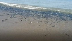 «Черные волны уйка»: на севере Сахалина нерестится мойва         