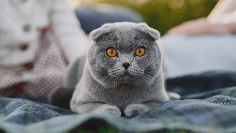 Лидируют кошки: домашние животные есть у 72% дальневосточников