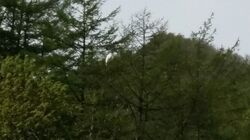 Одинокий лебедь обитает на болоте в Холмске