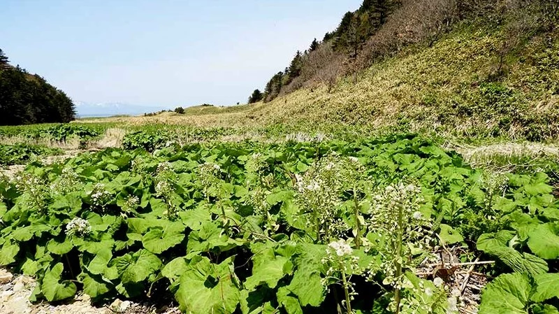 На Кунашир пришла «зеленая весна»