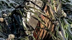 Тревел-блогер Сергей Доля прилетел на Сахалин. «Крабы подъедают дохлую кету»