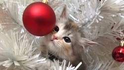 Голосование фотоконкурса «Новогодняя сказка» стартовало в Telegram «Сахалин-Курилы»