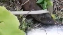 Видеофакт: наглая норка стащила добытую симу у рыбака на Сахалине