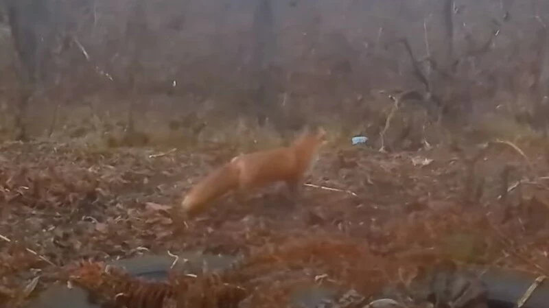 Лиса показала сахалинцу, где лежит металлолом