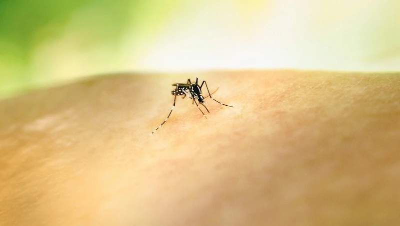 Передохнут без химии: ТОП-5 природных средств от комаров, которые реально работают 