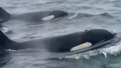 Косатки сопроводили туристов у маяка Анива в первый день морской навигации