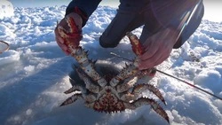«Очень хороший краб»: сахалинец восхитился своей добычей