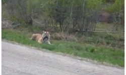 Сахалинцев удивил тигр во Владимировке — ВИДЕО