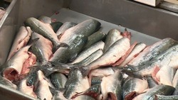 За неделю рыбаки Сахалина и Курил добыли 2,9 тысячи тонн лососей 