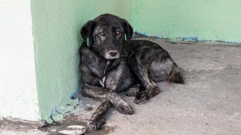 Мы в ответе за тех, кого приручили