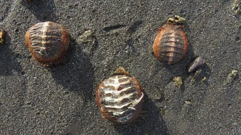 Волна выбросила на Курилы странных обитателей Тихого океана