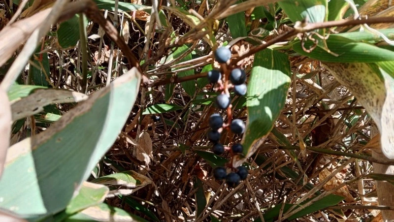 Дикий виноград Куанье созрел для сбора в Холмском районе