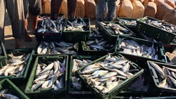 Суд рассмотрит дело о фиктивной продаже рыбы на 6 млн рублей на Сахалине
