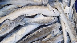 Рыбу по низкой цене привезли в 16 торговых точек Южно-Сахалинска: список адресов