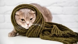 Без горячей воды и тепла остались 11 домов в Южно-Сахалинске