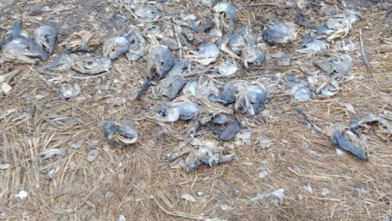 «Свежие головы подвезли»: свалку тухлой рыбы в Поронайске не зачистили 