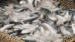 СахНИРО: до установки РУЗа в проливе Красноармейский могло гибнуть до 35 тысяч особей кеты