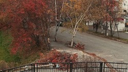 Рабочие массово спилили деревья на улице Советской в Корсакове