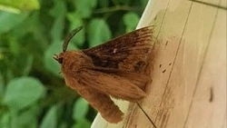 Карантинная зона введена в Корсаковском районе из-за сибирского шелкопряда