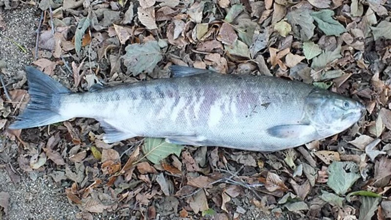 Международная конференция по тихоокеанскому лососю пройдет в Южно-Сахалинске как онлайн-форум