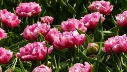 Первые тюльпаны распустились в весеннем Южно-Сахалинске