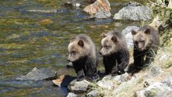 Три медведя вышли к заправке в Углегорском районе 17 июня