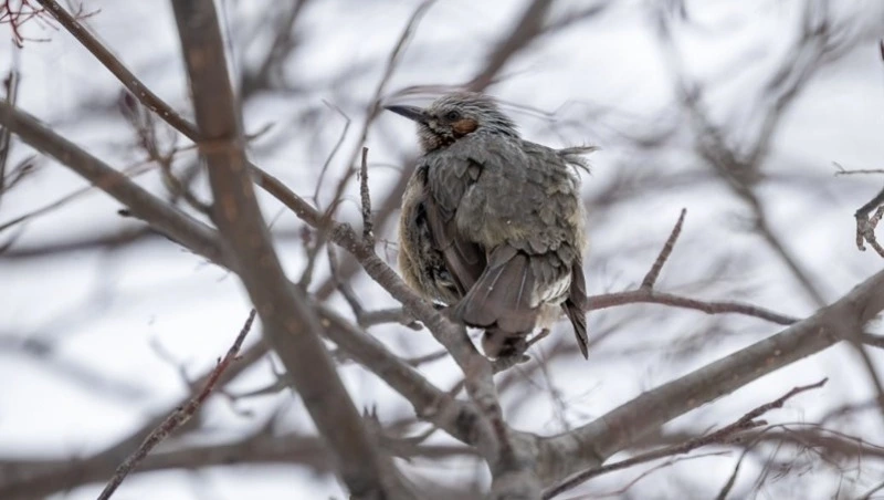 Днем снег и до +1 будет в Южно-Сахалинске 5 марта