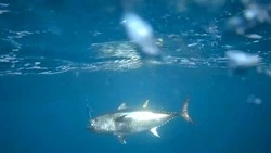 Третий «День тунца» пройдет в Невельске 9 и 10 августа 