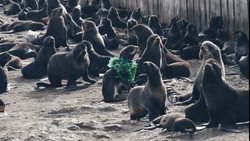 Сахалинские общественники сняли фильм о спасении тюленей от мусора