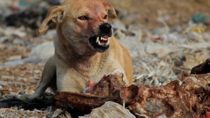 Власти Поронайска займутся бродячими собаками в районе реалбазы