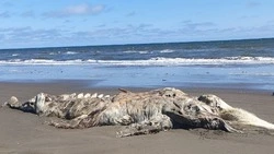 Останки кита пугают жителей Поронайского района