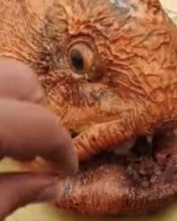 Рыбу-собаку с человеческими зубами показали крупным планом на Курилах