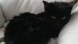 На Курилах школьники спасли котенка, которого неизвестные закопали в снегу