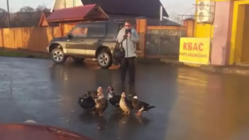 В сахалинском селе возле магазина потерялась семейка уточек