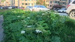 Ожог от борщевика рискуют получить жители двух многоэтажек в Южно-Сахалинске