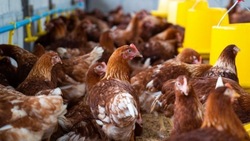  Карантин после выявления птичьего гриппа на птицефабрике ввели в Южно-Сахалинске