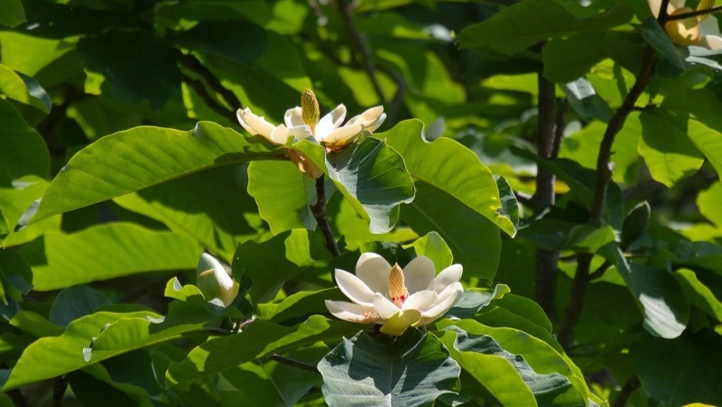 На Кунашире распустились магнолии, знаменуя приход теплого времени года