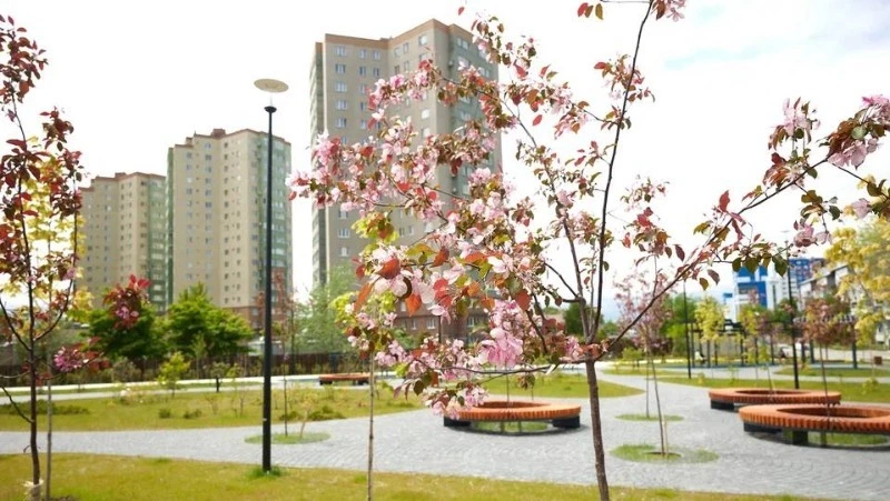 В Южно-Сахалинске на аллее Журналистов зацвела фиолетовая сирень 