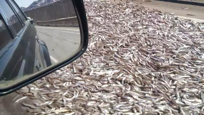 На сахалинском перевале после ДТП несколько тонн рыбы размазало по автостраде