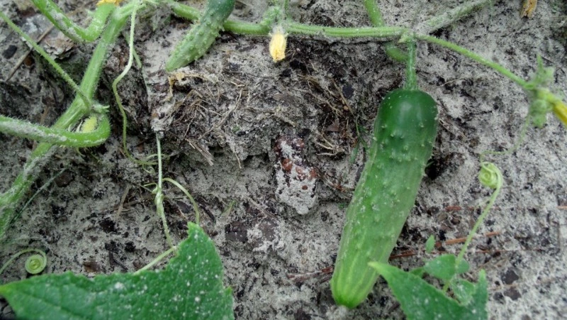 Сидор Бокогрей: что нельзя делать 27 мая 2024 года