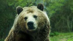 Медведь пришел к детскому лагерю «Юбилейный» на Сахалине