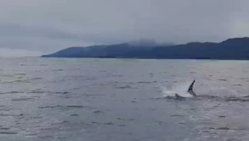 Сахалинские рыбаки искали тунца, а нашли акулу