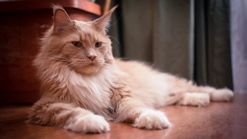 Котенка породы мейн-кун вручат на международной выставке в Южно-Сахалинске 23 октября