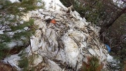 Свалку мешков с разлагающейся навагой обнаружили вблизи трассы Южно-Сахалинск — Оха